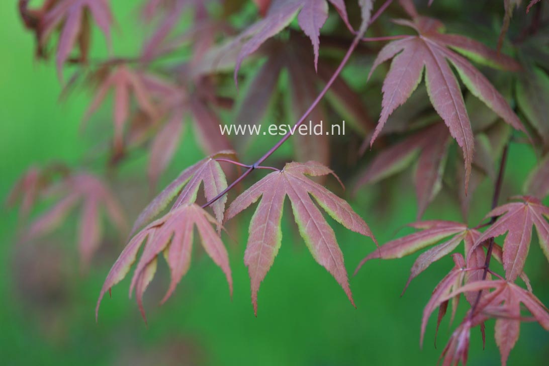 Acer palmatum 'Koba-shohjoh'