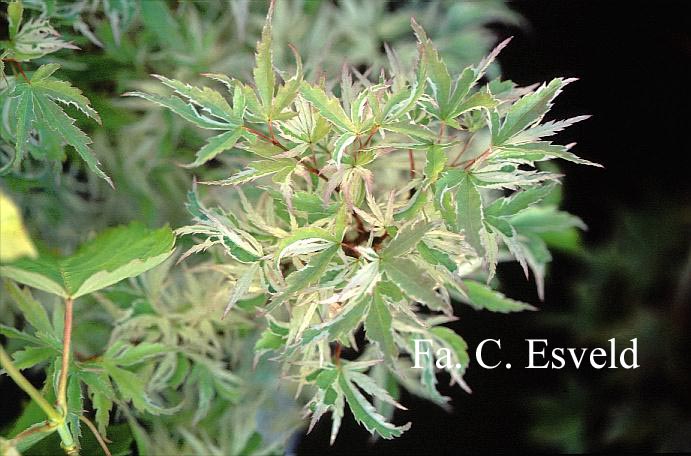 Acer palmatum 'Kocho-nishiki'