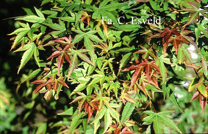 Acer palmatum 'Kogane-nishiki'