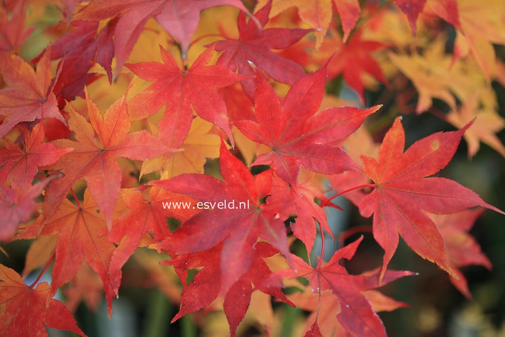 Acer palmatum 'Kogane-saka-e'