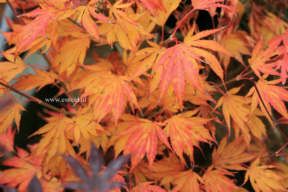 Acer palmatum 'Koko'