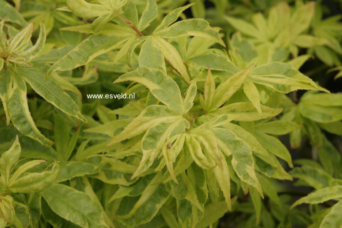 Acer palmatum 'Kokubunji-nishiki'