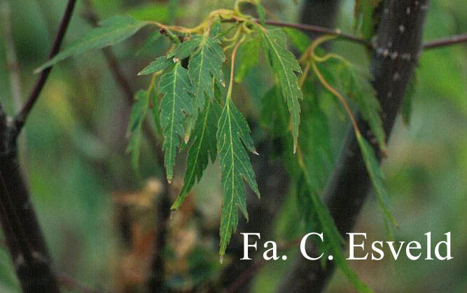 Acer palmatum 'Koshi-mino'