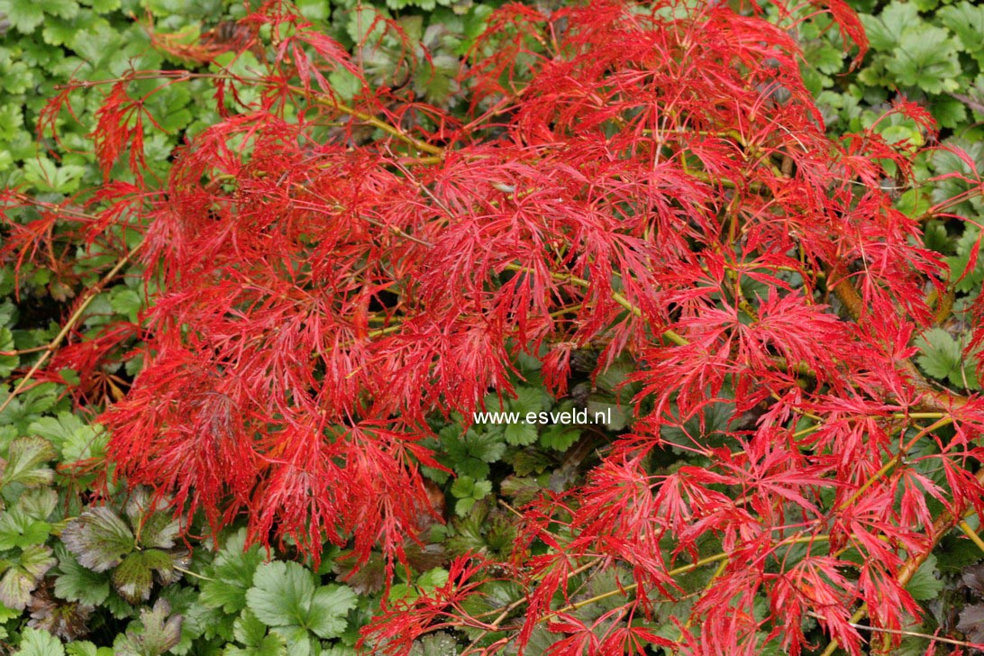 Acer palmatum 'Koyo-ao-shidare'