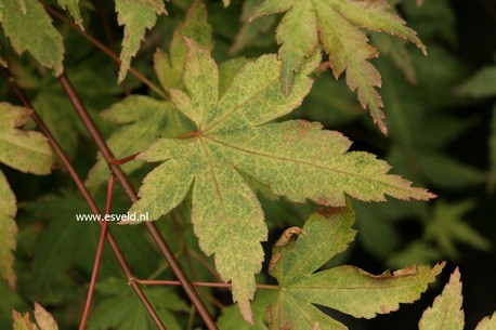Acer palmatum 'Kurenai'