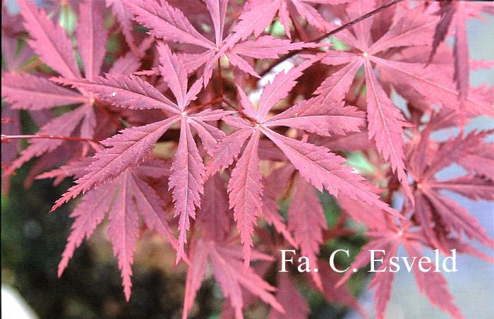 Acer palmatum 'Kuro-kami-yama'