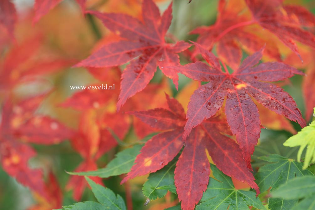 Acer palmatum 'Kuzu'