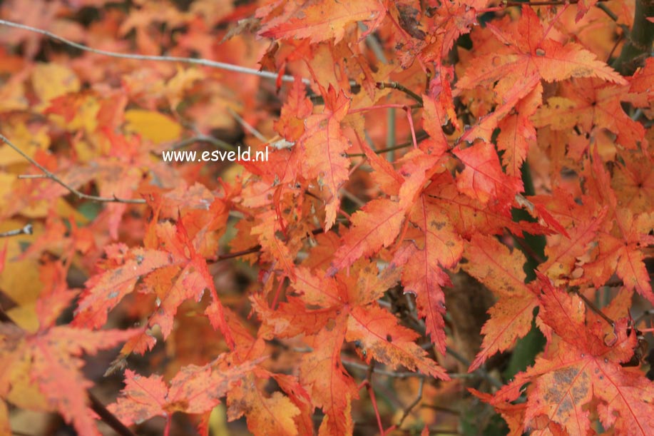 Acer palmatum 'Kyra'