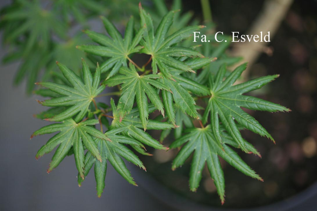 Acer palmatum 'Little Green Star'