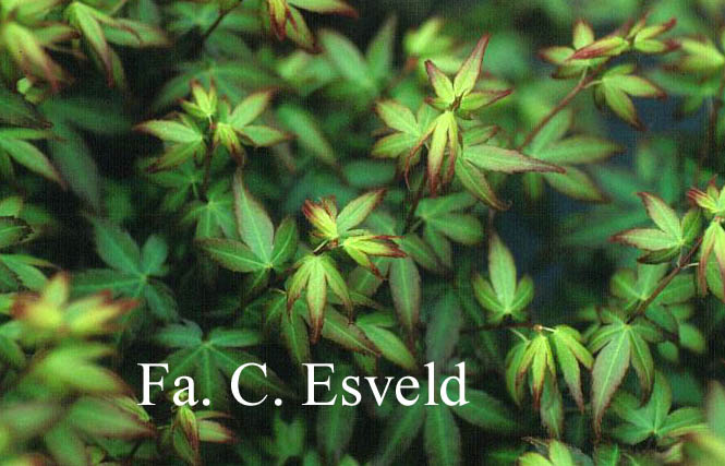 Acer palmatum 'Little Princess'
