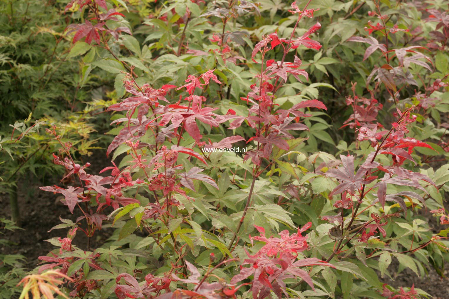 Acer palmatum 'Long Men'