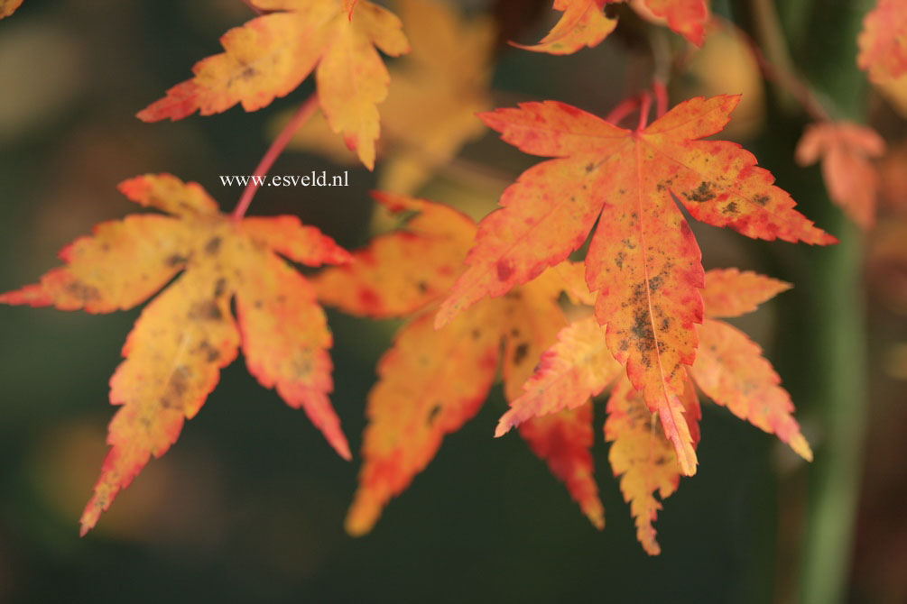 Acer palmatum 'Lydia'