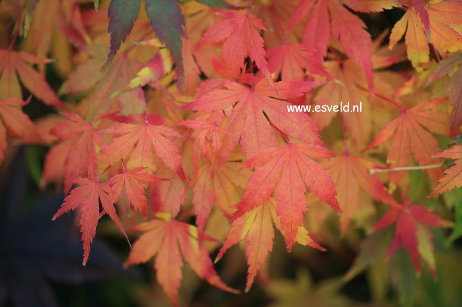 Acer palmatum 'Mai-mori'
