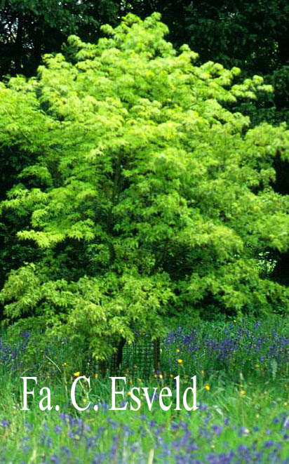 Acer palmatum 'Maiko'
