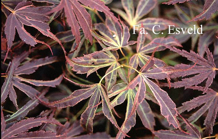 Acer palmatum 'Manyoh-no-sato'