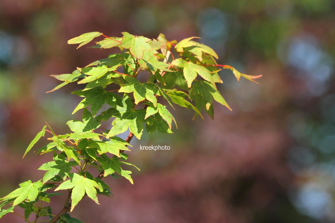 Acer palmatum 'Masa-yoshi'