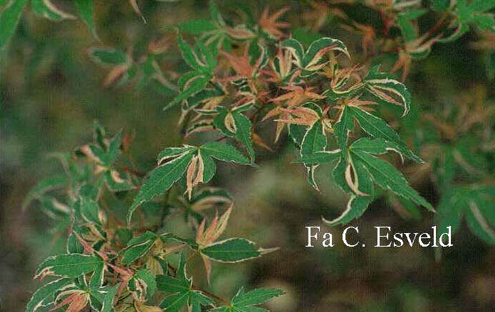 Acer palmatum 'Matsu-ga-e'