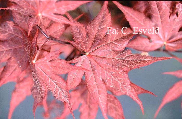Acer palmatum 'Matsu-kubo'
