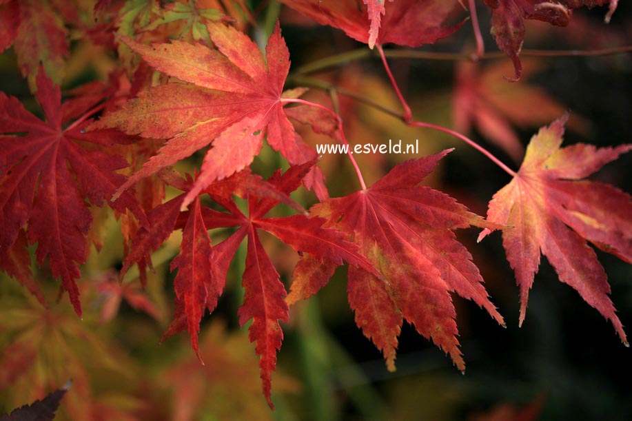 Acer palmatum 'Matsuo'