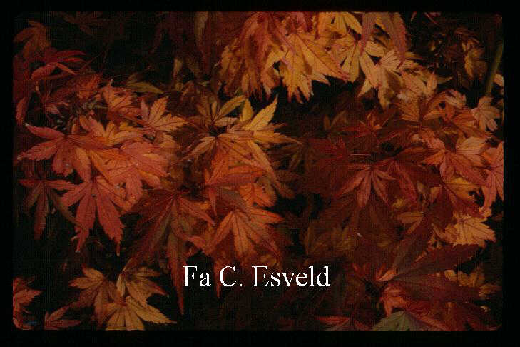 Acer palmatum 'Matthew' Acer palmatum 'Matthew'