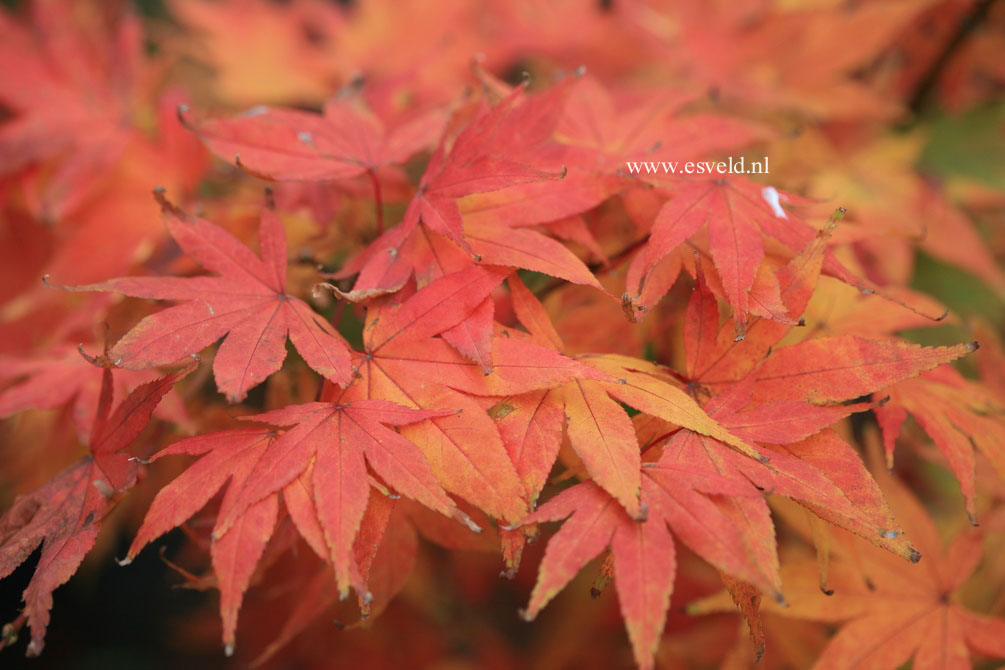Acer palmatum 'Mini Mondo'
