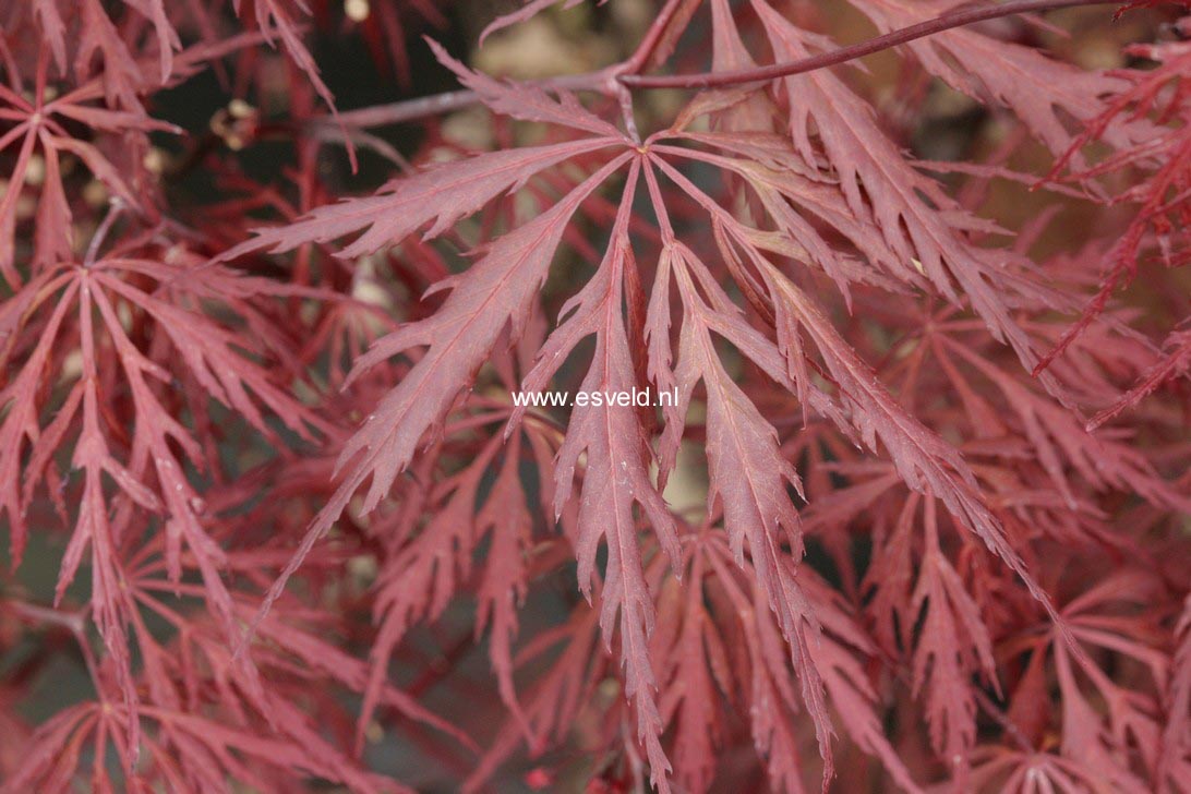 Acer palmatum 'Mischa'