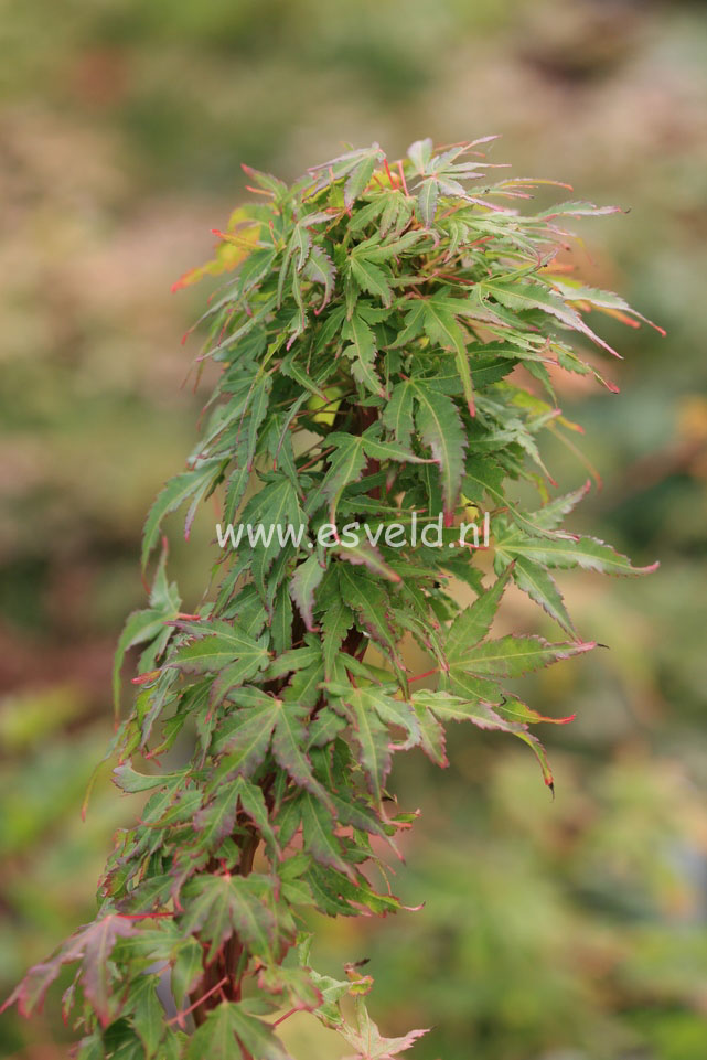 Acer palmatum 'Miss Piggy'