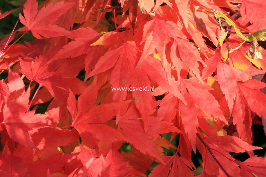 Acer palmatum 'Momenshide'