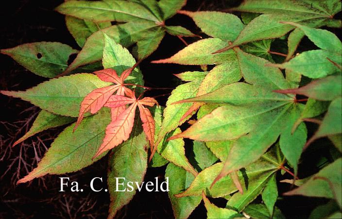 Acer palmatum 'Mon zukushi'