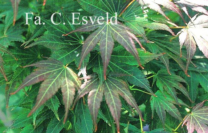 Acer palmatum 'Mono-zigawa'