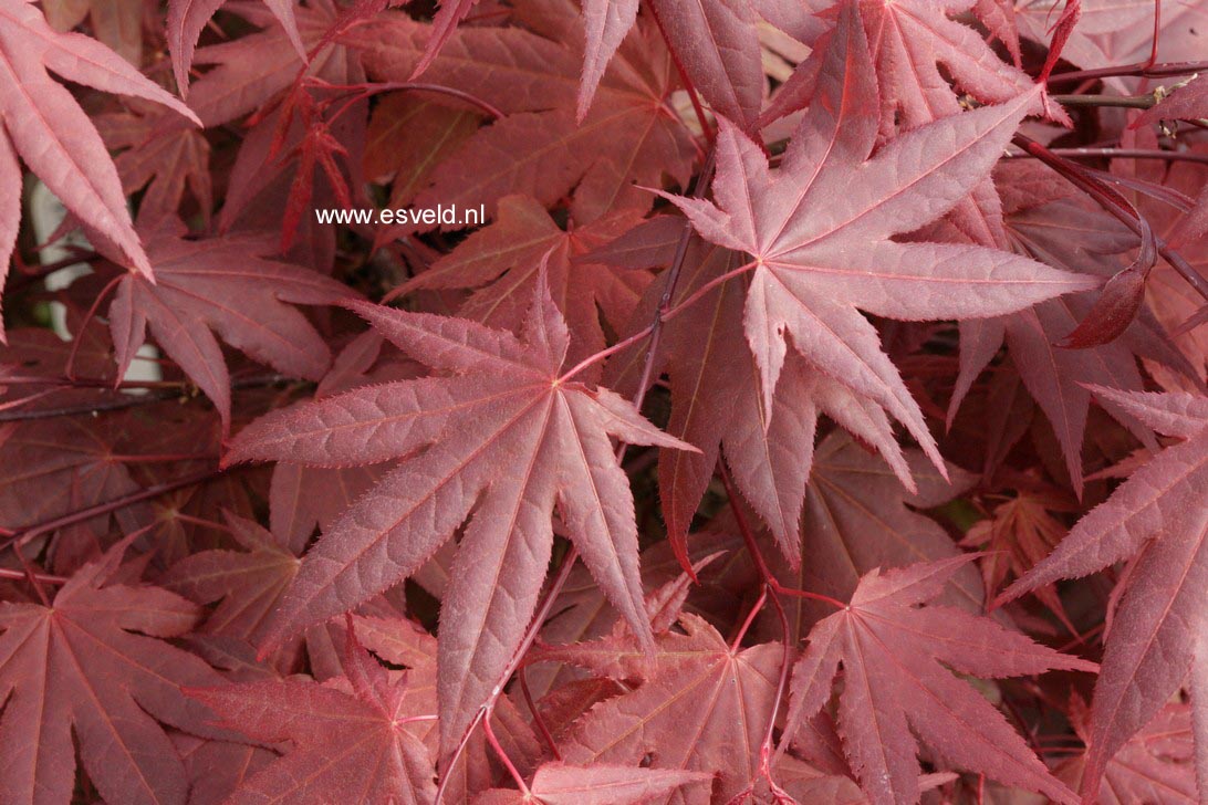 Acer palmatum 'Moonfire'