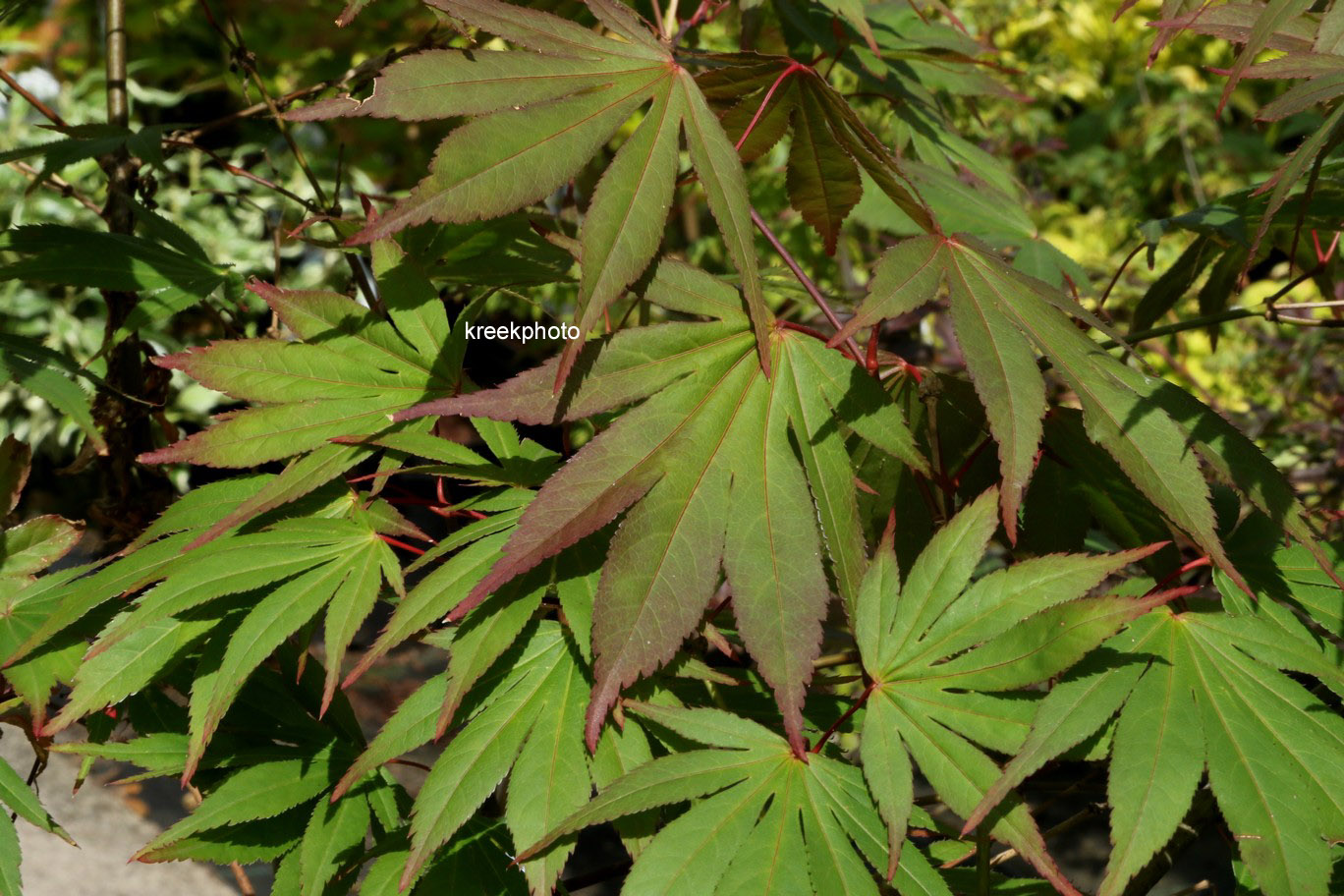 Acer palmatum 'Mori-no-miya'