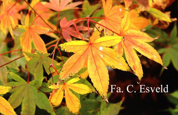 Acer palmatum 'Moto-koto-no-ito'