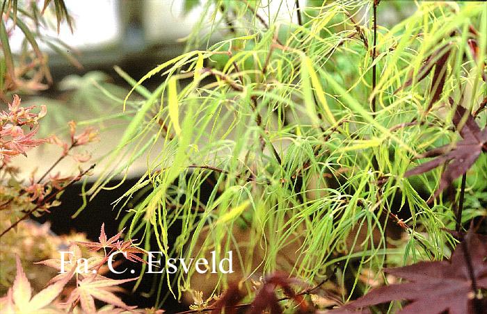 Acer palmatum 'Mugiwara-nishiki'
