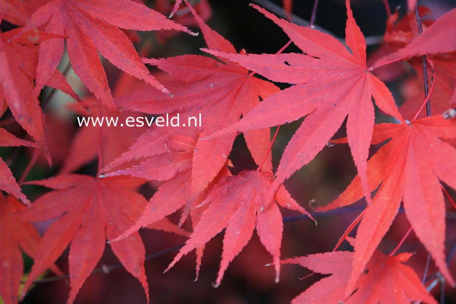 Acer palmatum 'Murasaki-iroha'