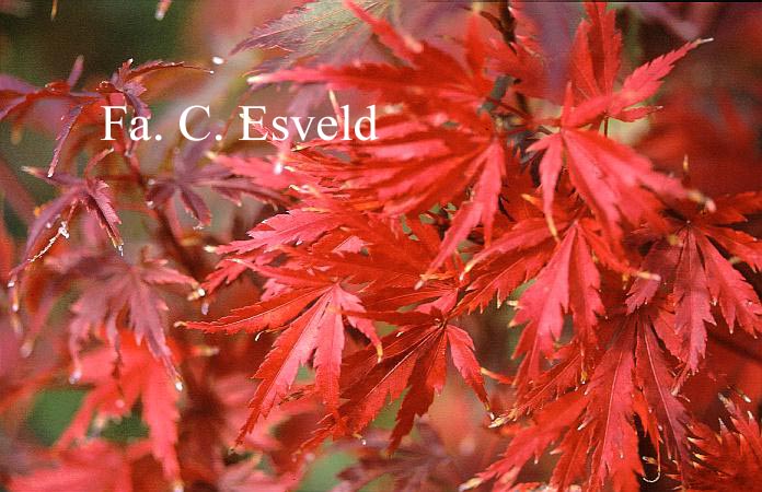 Acer palmatum 'Mure-hibari'