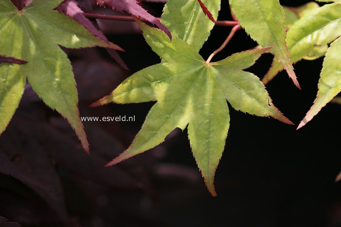 Acer palmatum 'Naka-oku-gawa'