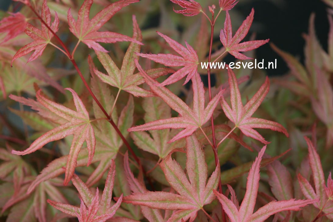 Acer palmatum 'Naniwa-beni'