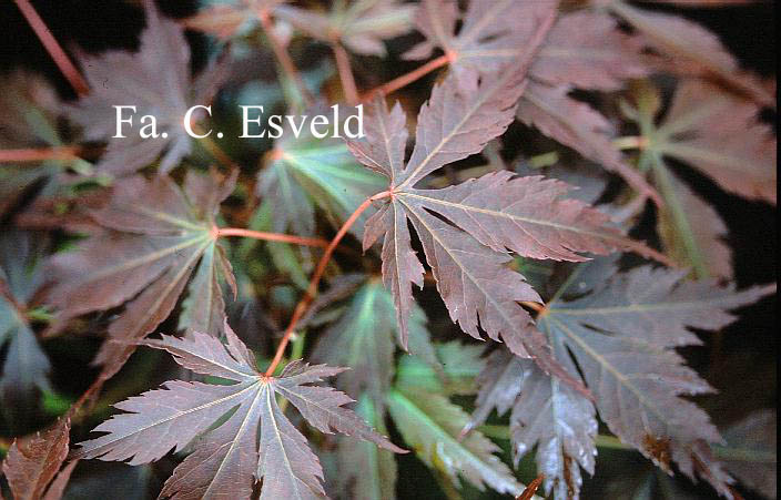 Acer palmatum 'Natsu midori a'