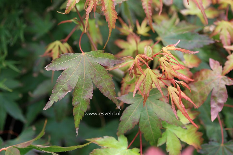Acer palmatum 'Nishiki-yamato'