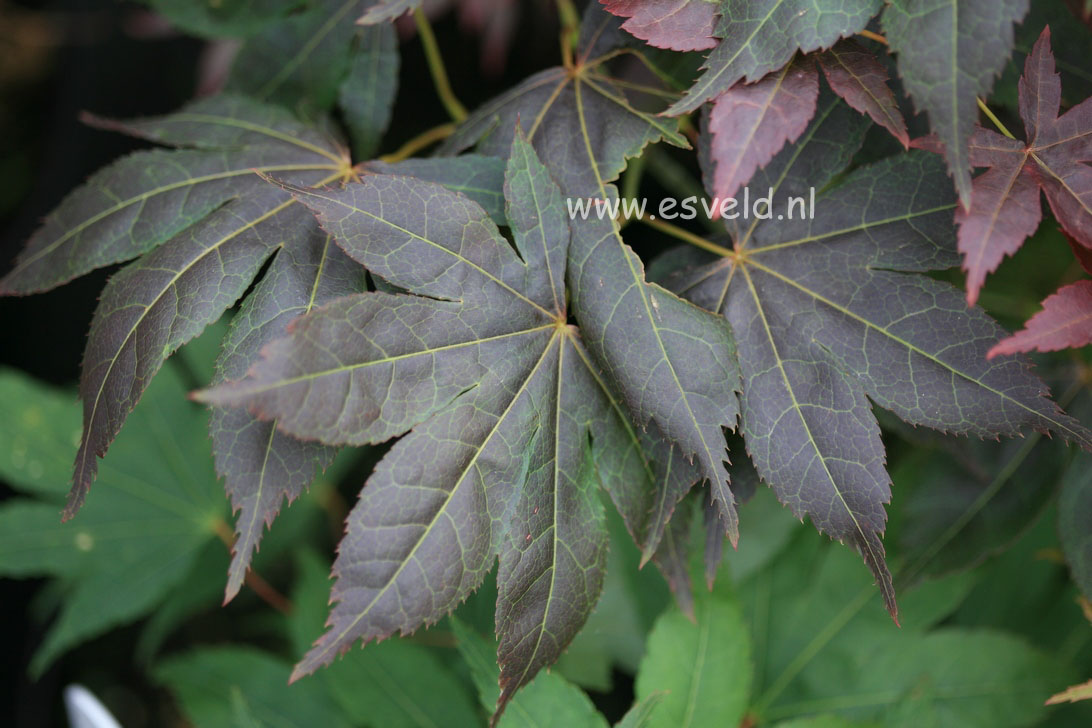 Acer palmatum 'Nomura-kohyoh'