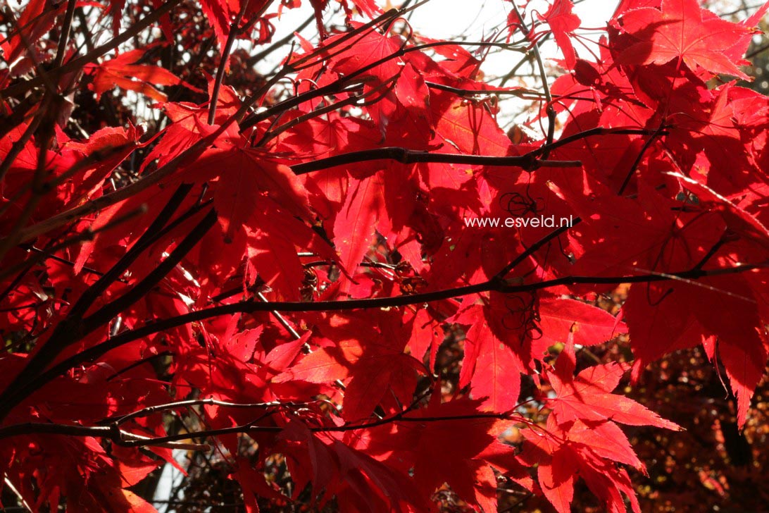 Acer palmatum 'Nomura-nishiki'