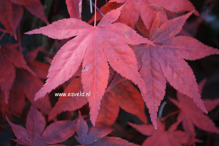 Acer palmatum 'Noto'