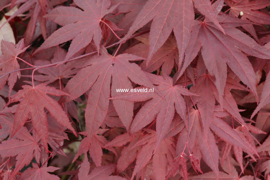 Acer palmatum 'Novum'