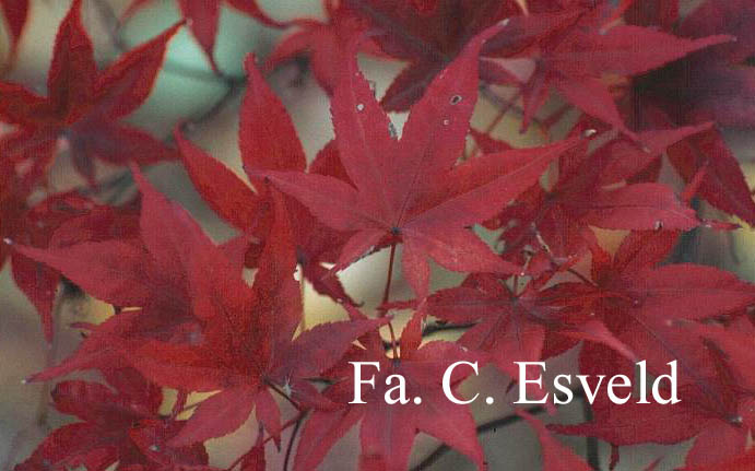 Acer palmatum 'Nure-sagi'