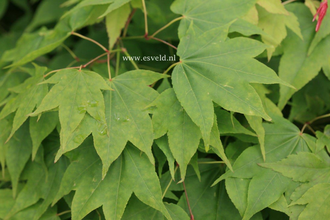 Acer palmatum 'Nyaku-oji'