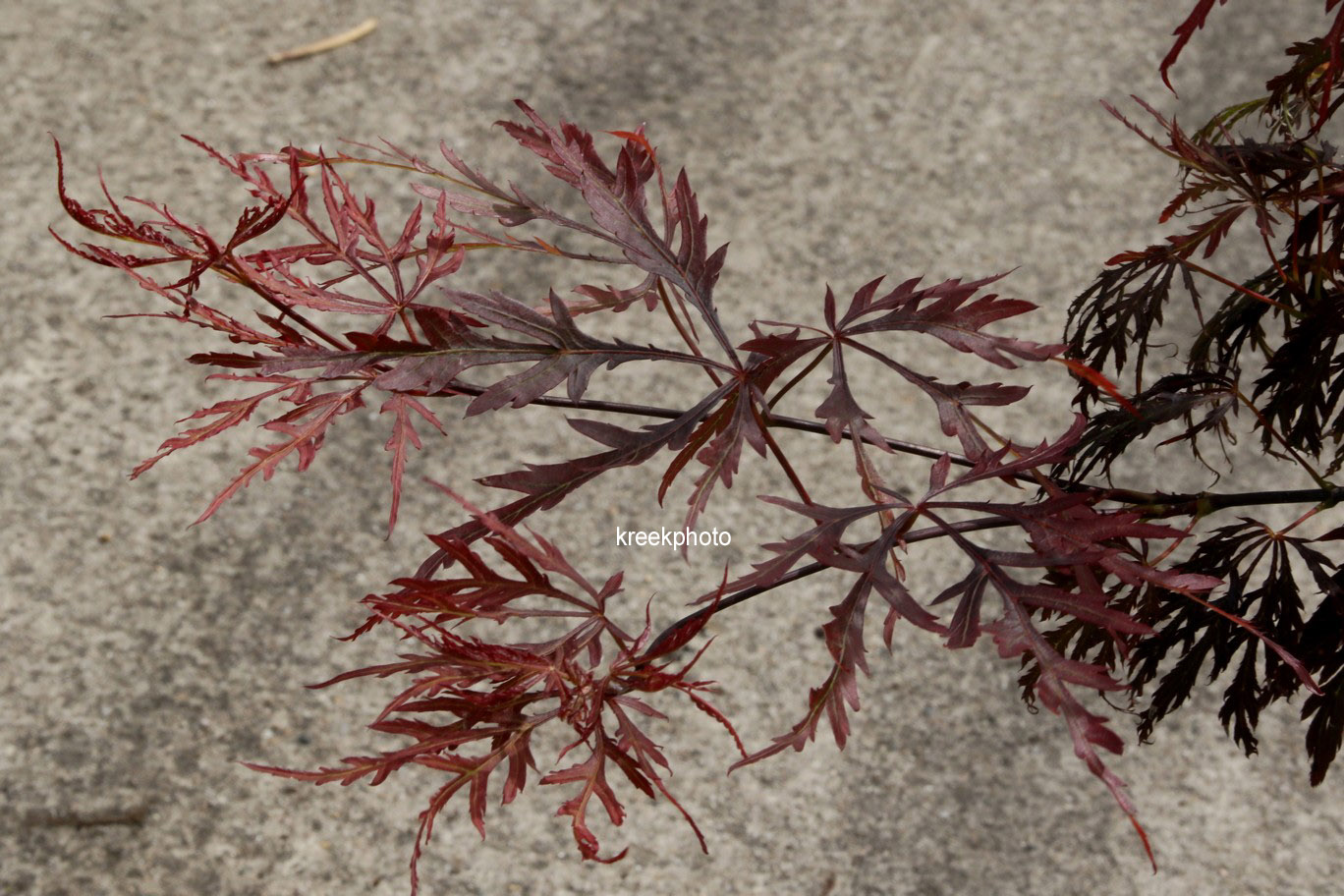 Acer palmatum 'Octopus'
