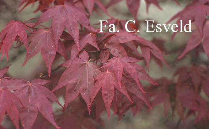 Acer palmatum 'Ō-Kagami'