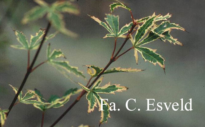 Acer palmatum 'Oku-kuji-nishiki'