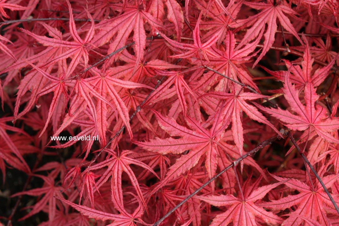 Acer palmatum 'Olsen Frosted Strawberry'